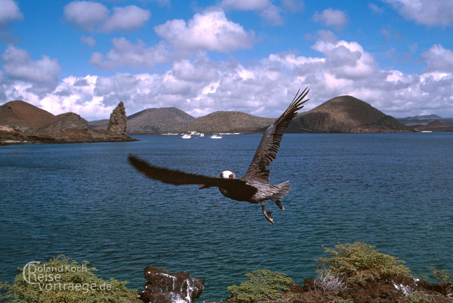 Ecuador - Archipel ofGalapagos - Pelikan in front of Pinnacle Rock/Pináculo von Bartolomé